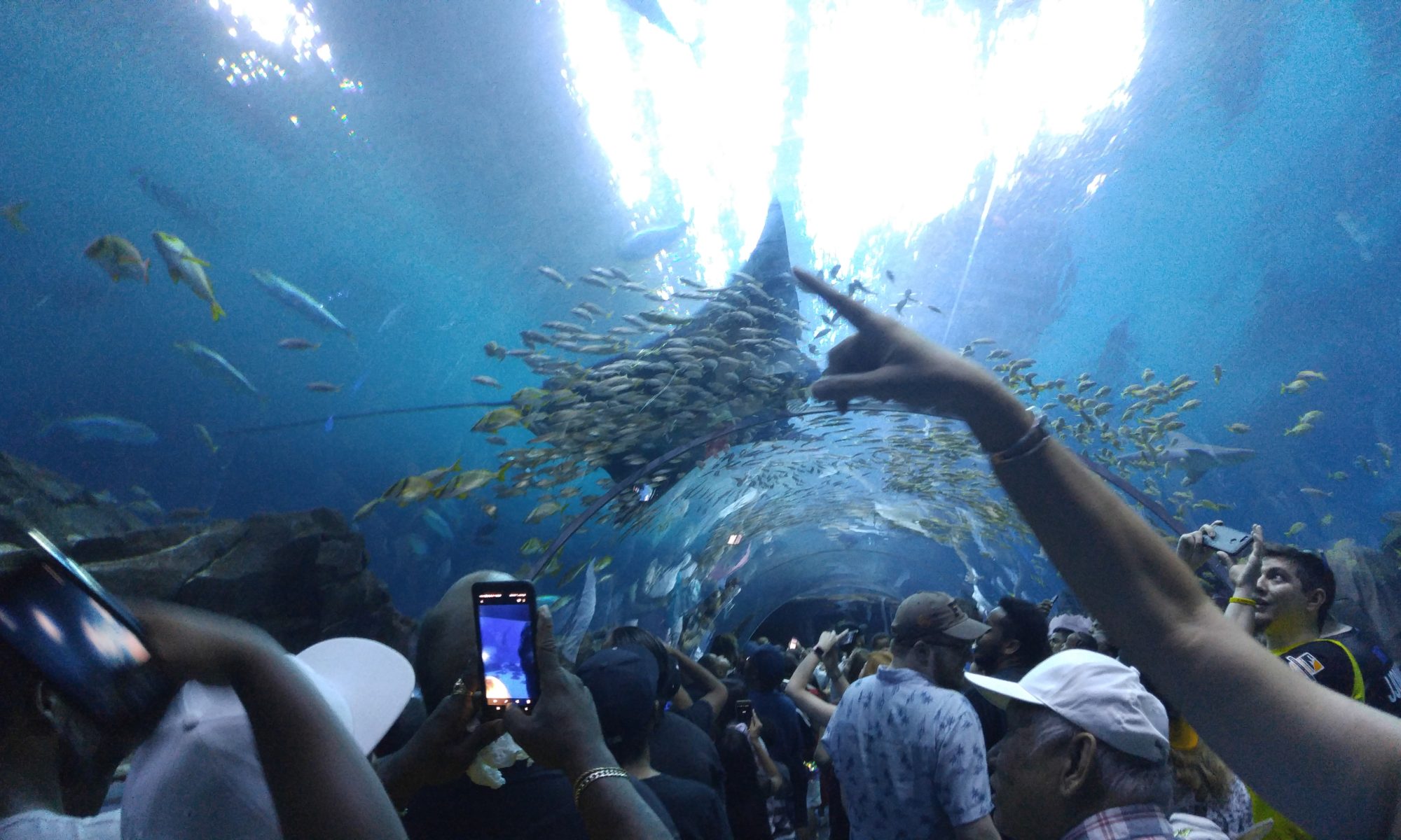 Picture taken from an aquarium tunnel with a stingray swimming overhead as people admire it