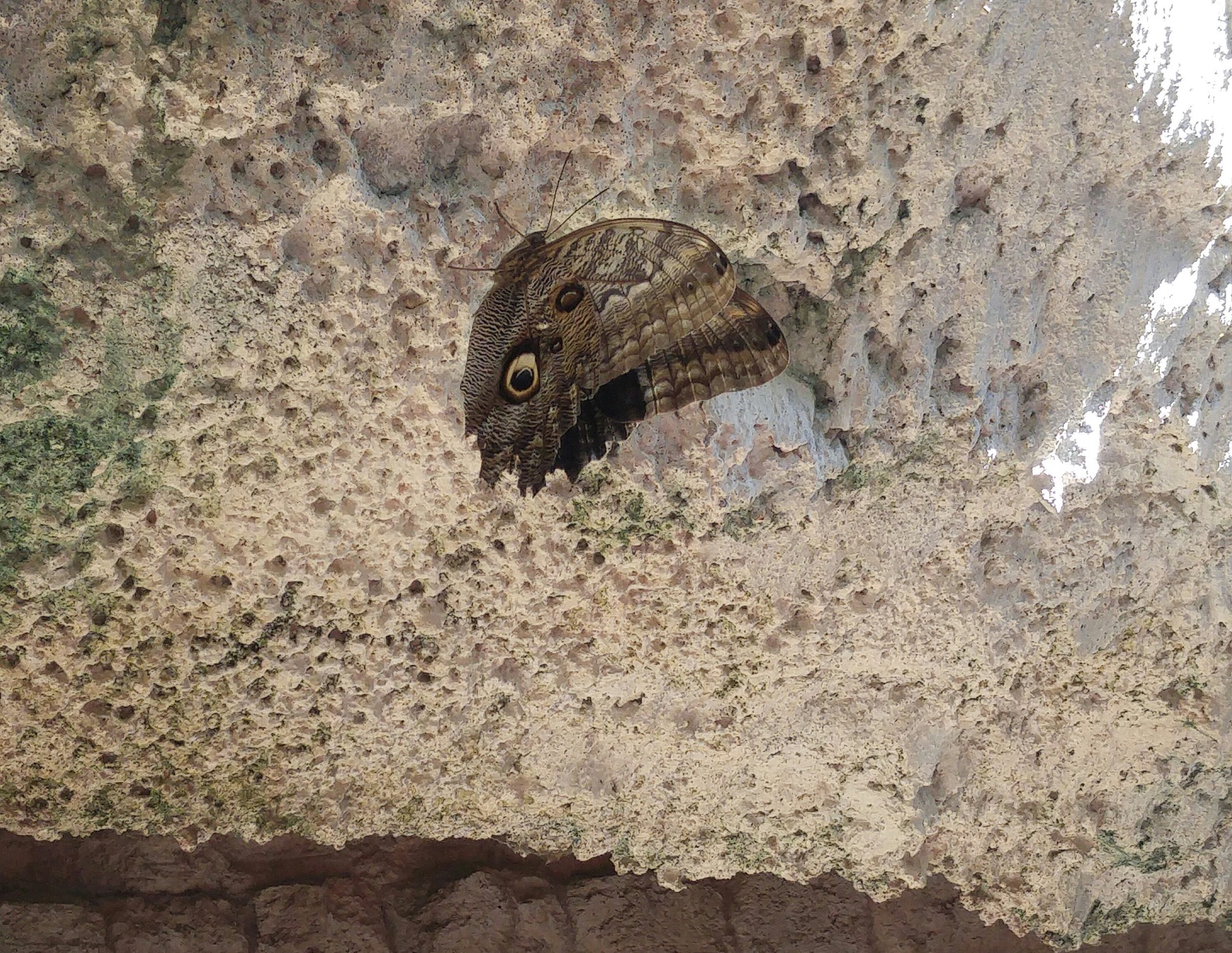 A picture of a brown owl butterfly sitting on the underside of a tan rocky overhang